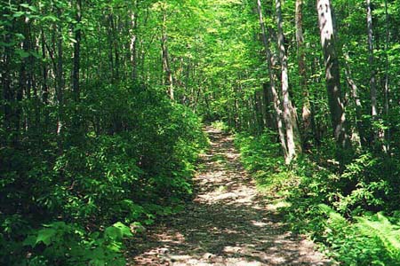 The forest trail
