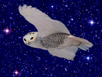 Snowy owl