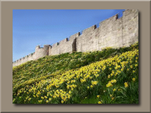 The Daffodils at York